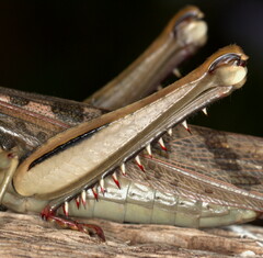 Acanthacris ruficornis