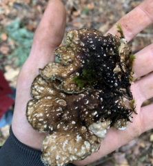 Lobaria hallii