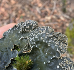 Lobaria hallii
