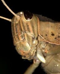 Acanthacris ruficornis