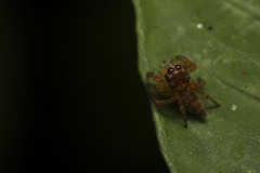 Colopsus