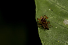 Colopsus