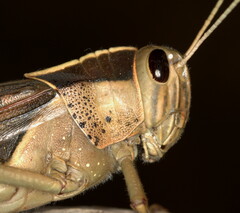 Acanthacris ruficornis