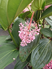 Medinilla speciosa