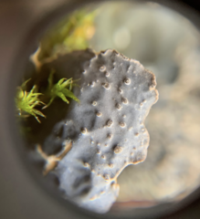 Lobaria hallii