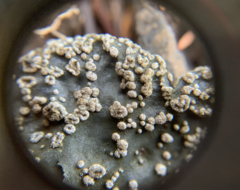 Lobaria hallii