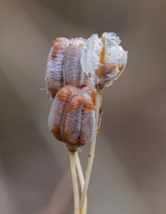 Fritillaria camschatcensis
