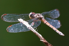 Cannaphila insularis