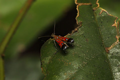 Tricyanaula aurantiaca