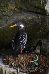 Poikilocarbo gaimardi