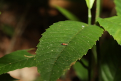 Tricyanaula aurantiaca