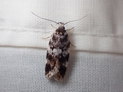 Barea confusella