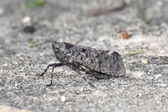 Penthicodes pulchellus