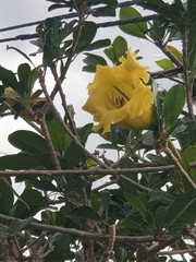 Solandra maxima