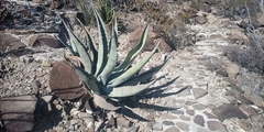 Agave