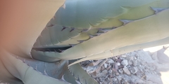 Agave