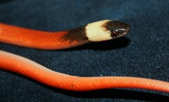 Pseudoboa neuwiedii