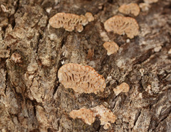 Hexagonia vesparia