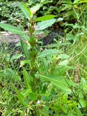 Acanthoideae