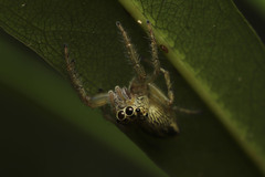 Colopsus