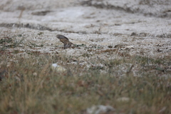 Linaria flavirostris