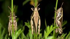 Phaeocatantops rosaceus