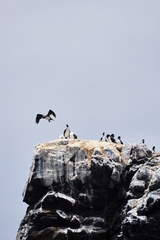 Leucocarbo bougainvillii