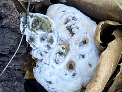 Hypomyces microspermus