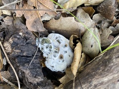 Hypomyces microspermus