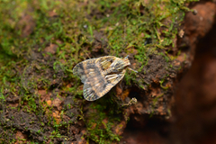 Bothriocera
