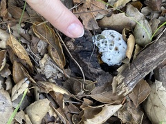 Hypomyces microspermus