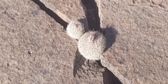 Epithelantha