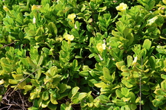 Pentalinon luteum
