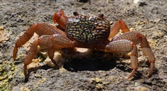 Geograpsus lividus