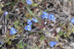 Myosotis arvensis