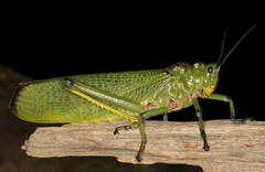 Phymateus viridipes