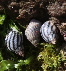 Echinolittorina aspera