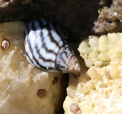 Echinolittorina aspera