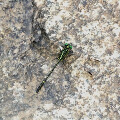 Austrogomphus ochraceus