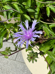 Stokesia