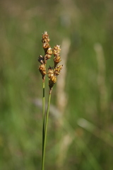 Carex bicknellii
