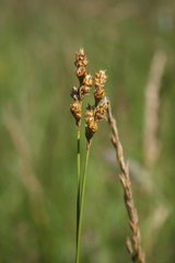 Carex bicknellii