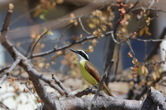 Pitangus sulphuratus