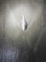 Sciaenidae