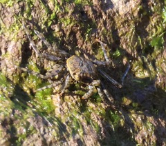 Grapsus grapsus