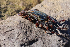 Grapsus grapsus
