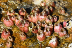 Megabalanus