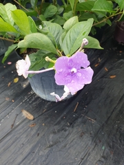 Brunfelsia latifolia