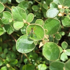 Echthromorpha