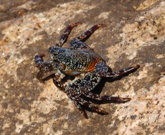 Grapsus grapsus
